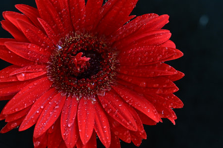 Red gerbera flower with water drops on a black background.の写真素材