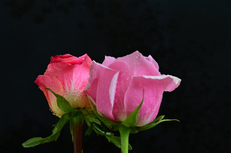 Pink rose with water drops on a black background, close-upの写真素材