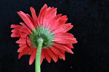 Red gerbera flower with water droplets on a black backgroundの写真素材