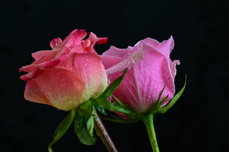 Beautiful pink roses with water drops on black background, close upの写真素材