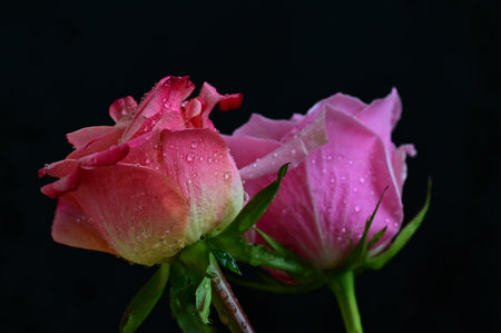 Beautiful pink roses on a black background with drops of dewの写真素材