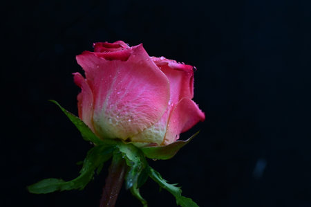 Beautiful pink rose with water drops on the petals on black backgroundの写真素材