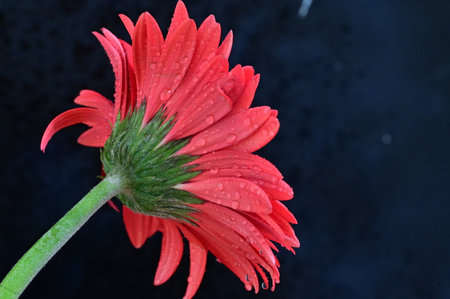 Red gerbera flower on a black background with water dropletsの写真素材