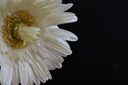 Beautiful white gerbera flower on black background. Close up.の写真素材