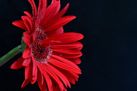 Red gerbera flower with water drops on a black background.の写真素材