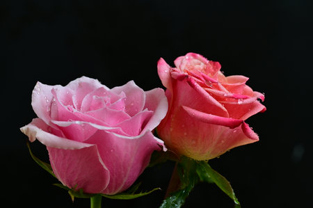 pink and white rose on black background, closeup of photoの写真素材
