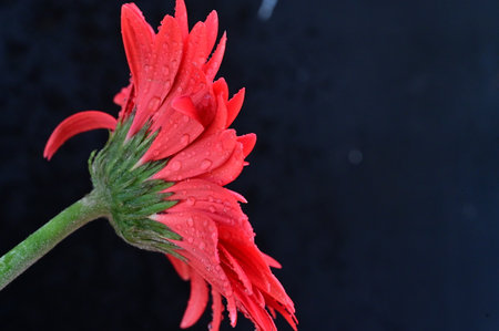 Red gerbera flower with water drops isolated on black background.の写真素材