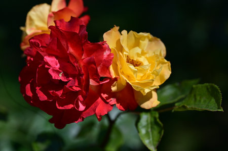 Red and yellow roses in the garden. Shallow depth of field.の写真素材