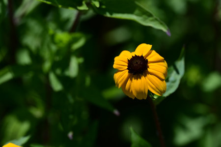 Yellow flower on a background of green leaves. Shallow depth of field.の写真素材