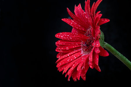 Red gerbera flower on black background with drops of dewの写真素材