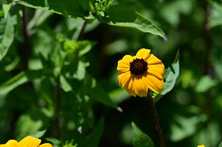 Yellow flower of rudbeckia in the garden on a sunny summer dayの写真素材
