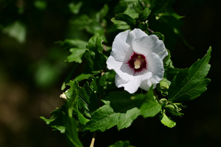 Hibiscus syriacus or Chinese hibiscus flowerの写真素材