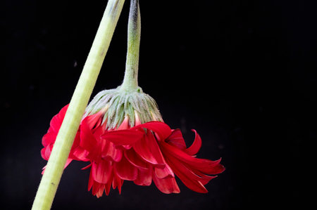 Red gerbera flower isolated on black background. Studio shot.の写真素材