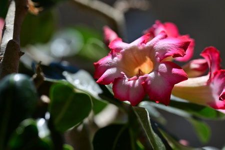 Desert Rose or Impala Lily or Mock Azalea flowerの写真素材
