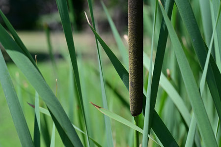 Close up of a reed in the city park, selective focusの写真素材