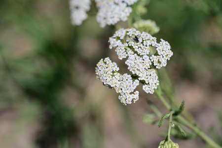 Achillea millefolium, commonly known as yarrowの写真素材
