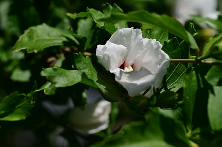 White Hibiscus rosa sinensis flower on green leaves backgroundの写真素材