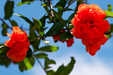 Red pomegranate flowers with green leaves on blue sky backgroundの写真素材