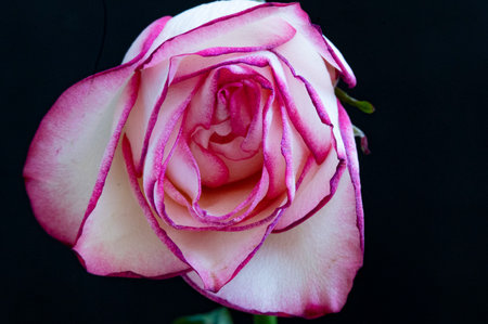 Beautiful pink rose isolated on black background. Close-up.の写真素材