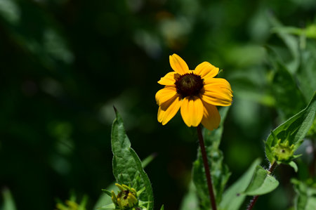 Yellow flower of Rudbeckia hirta in the garden.の写真素材