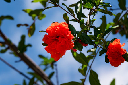 Pomegranate flower with green leaves on a background of blue skyの写真素材