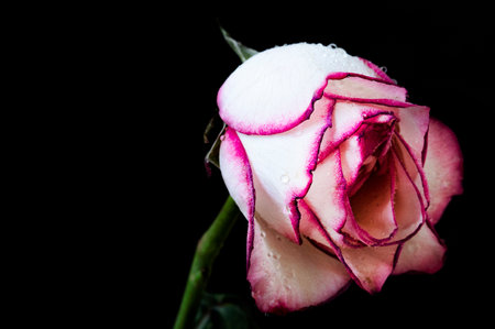 pink and white rose with water droplets isolated on black backgroundの写真素材