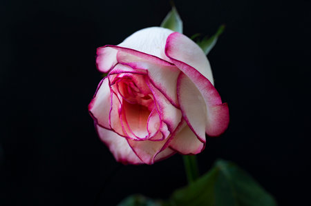 beautiful pink and white rose on black background close-up macroの写真素材