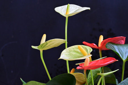 Anthurium andraeanum flowers on a black background.の写真素材