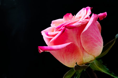 pink rose on black background, valentine's day conceptの写真素材