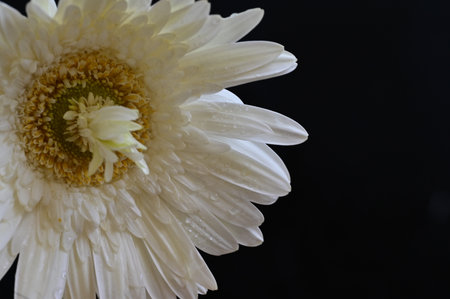 Beautiful white gerbera on a black background close-upの写真素材