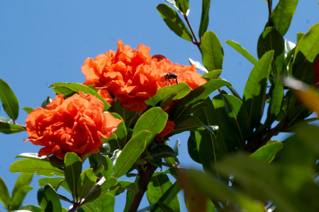 Pomegranate flower on a tree, close-up.の写真素材
