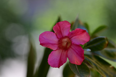 Desert rose, Impala Lily or Mock Azalea flowerの写真素材