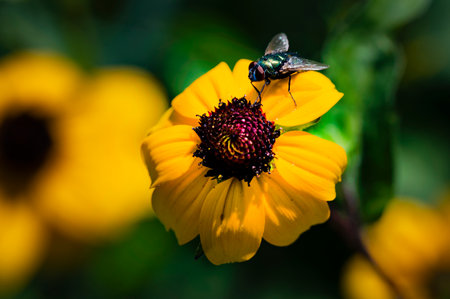 Fly on a yellow flower in the garden. Selective focus.の写真素材