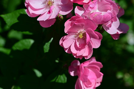 Beautiful pink flowers of a dog rose (Rosa canina)の写真素材
