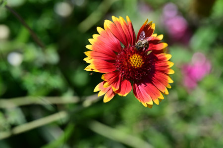 Gaillardia pulchella is a species of flowering plant in the family Gaillardia, native to Europe and Asia.の写真素材