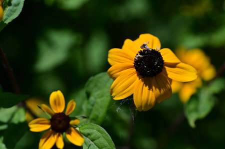 Black-eyed Susan (Rudbeckia fulgida)の写真素材