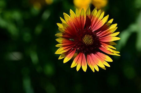A closeup shot of a yellow and red flower with a blurred backgroundの写真素材
