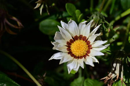 White Gazania flower in the garden. (Scientific name: Gazania rigens)の写真素材