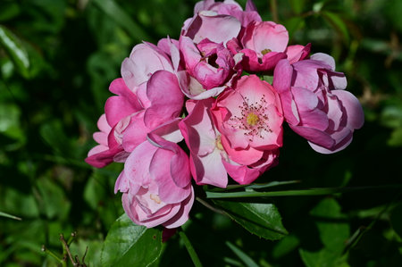 Beautiful blooming pink roses in the garden on a sunny dayの写真素材