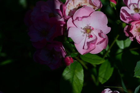 Pink roses in the garden in summer. Shallow depth of field.の写真素材