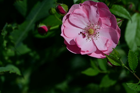 Pink rose with green leaves on a background of dark green foliage.の写真素材