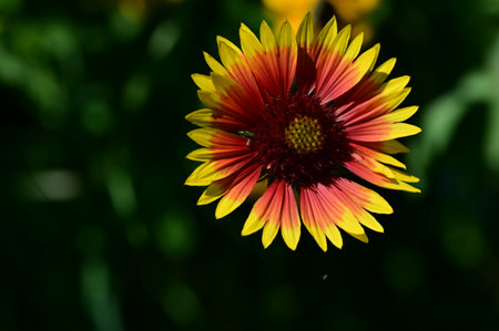 Red and yellow flower on a background of green foliage in the summerの写真素材