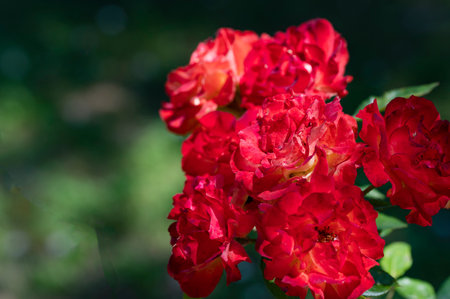 Red roses in the garden. Shallow depth of field. Selective focus.の写真素材