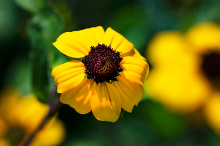Beautiful yellow flower of rudbeckia in the summer garden.の写真素材