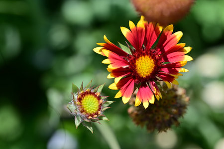 Red and yellow flower of Gaillardia grandiflora in summer gardenの写真素材