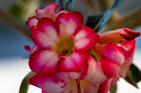 Desert rose or Impala Lily or Mock Azalea flower.の写真素材