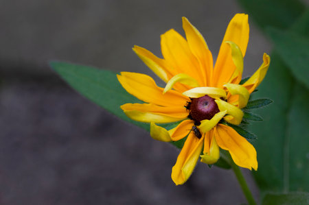 Yellow flower of rudbeckia in the garden on a dark backgroundの写真素材