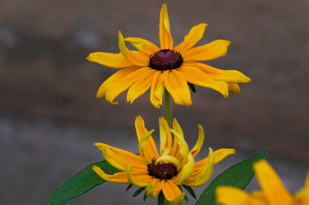 Black-eyed Susan flower (Rudbeckia fulgida)の写真素材