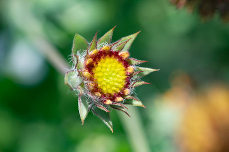 A close up of a flower bud on a blurred green background.の写真素材