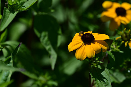 Bee on yellow flower of rudbeckia hirta (Black-eyed Susan)の写真素材